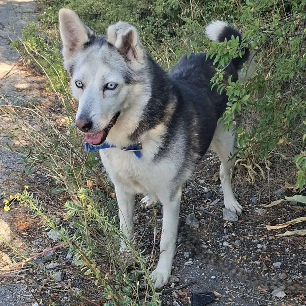 Sarah — Tierschutzhund sucht ein Zuhause