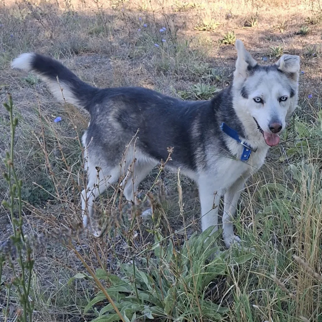Sarah — Tierschutzhund sucht ein Zuhause