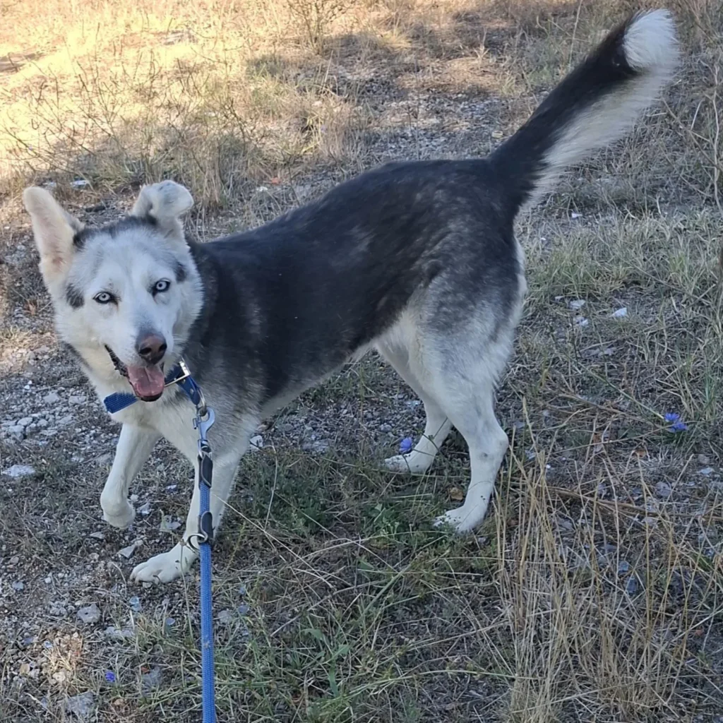 Sarah — Tierschutzhund sucht ein Zuhause