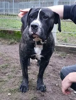 Sira — Tierschutzhund sucht ein Zuhause