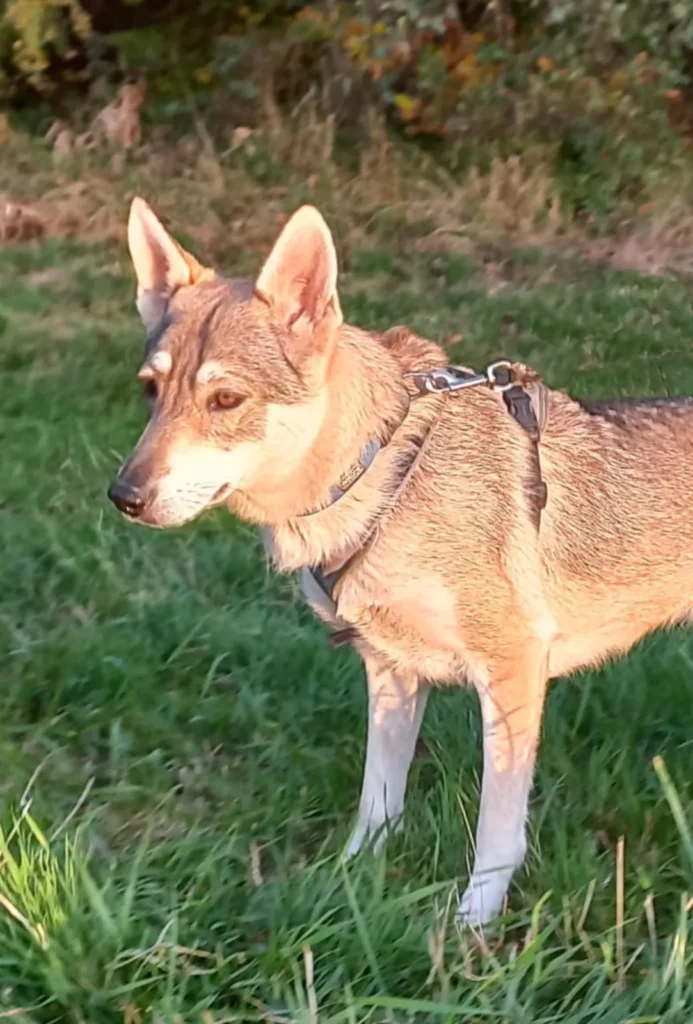 Sky — Tierschutzhund sucht ein Zuhause