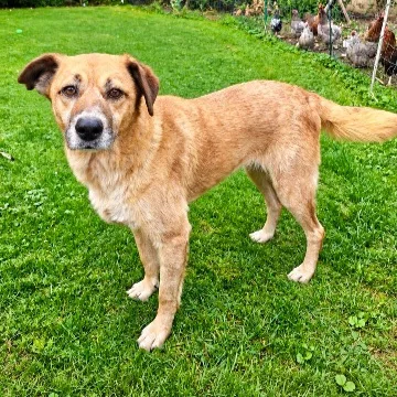 Sofia — Tierschutzhund sucht ein Zuhause