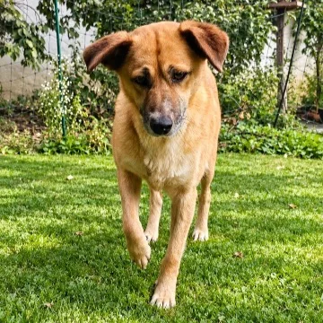 Sofia — Tierschutzhund sucht ein Zuhause