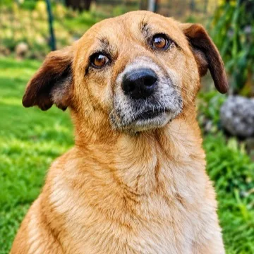 Sofia — Tierschutzhund sucht ein Zuhause