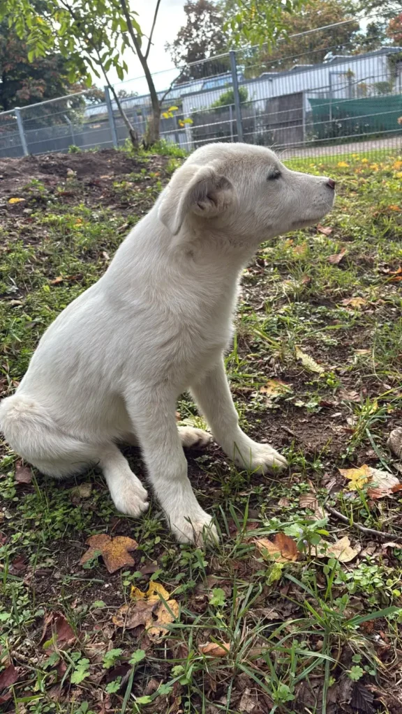 Sofie — Tierschutzhund sucht ein Zuhause